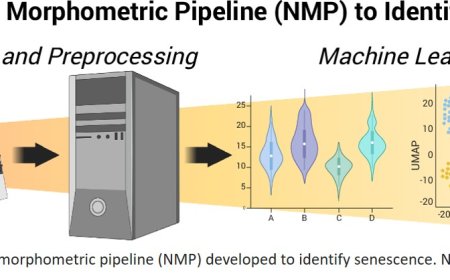 Nuclear morphometrics coupled with machine learning identifies dynamic states of senescence across age