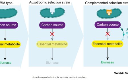 Selecting Escherichia coli strains for growth-coupled metabolic engineering