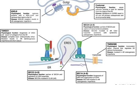 The endoplasmic reticulum proteostasis network and bone disease