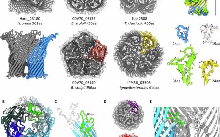 A porin-like protein used by bacterial predators defines a wider lipid-trapping superfamily
