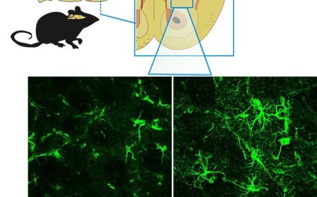 Striatal astrocyte role in metabolism