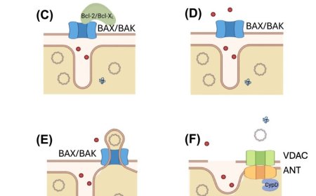 How mitochondrial DNA leave mitochondria?