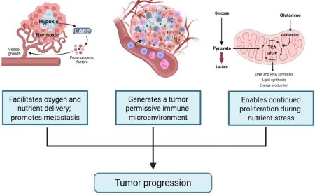 The role of HIF in cancer
