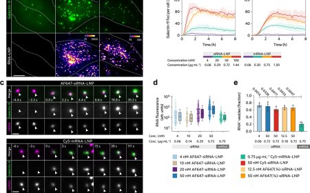 Challenges to lipid nanoparticle mediated delivery of RNA to the cytosol