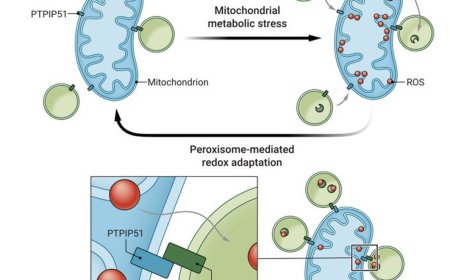 Peroxisome-mitochondria contact regulates mitochondrial stress