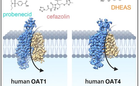 Structural insights into human organic anion transporters