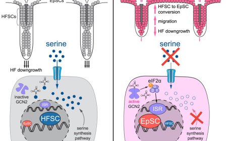 The integrated stress response fine-tunes stem cell fate decisions upon serine deprivation and tissue injury