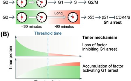 Time as a danger signal promoting G1 arrest after mitosis