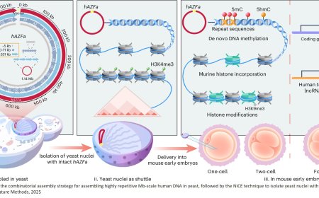 Delivering synthetic megabase-scale human DNA into mouse early embryos
