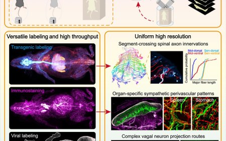 High-speed mapping of whole-mouse peripheral nerves