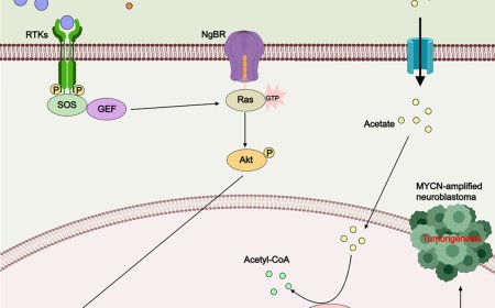 How high fructose promotes MYCN-amplified neuroblastoma progression