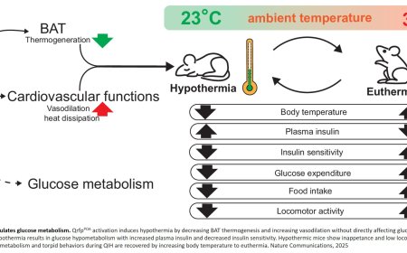 Body temperature regulates glucose metabolism and torpid behavior