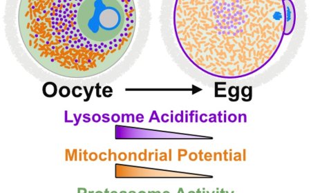 Healthy human oocyte proteostasis