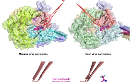 Structures of the measles virus polymerase complex with non-nucleoside inhibitors and mechanism of inhibition