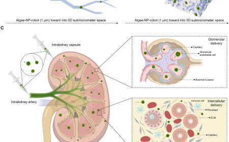 Delivering drugs to kidney via microbots