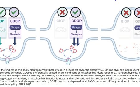 Neurons store glycogen for use during metabolic stress