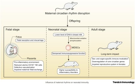 Development of a circadian immune system