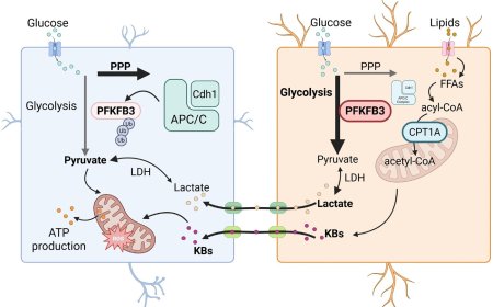 Neuronal glycolysis meets mitophagy to govern organismal wellbeing