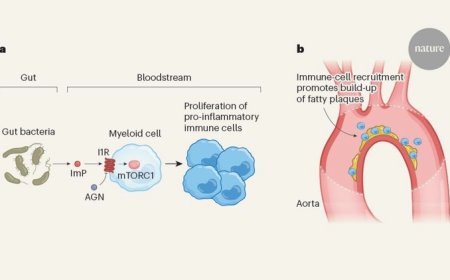 Gut bacteria derived molecule promotes atherosclerosis