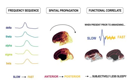 A signature ‘wave’ of activity as the brain awakens from sleep