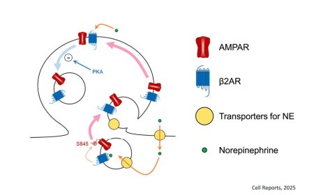 How β2-adrenergic receptors regulate AMPA receptor trafficking and synaptic plasticity
