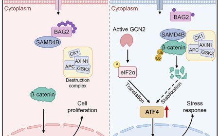 Mechanism to promote tumor cell survival in arginine deficiency