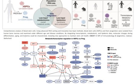 Human bone marrow stem cell metabolism altered by aging and cancer