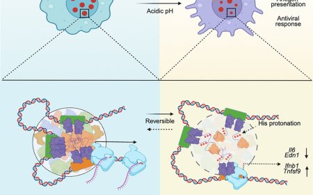 How pH impacts the immune system