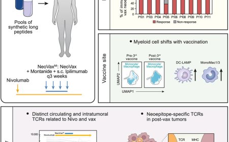 Modified personalized cancer vaccine generates powerful immune response