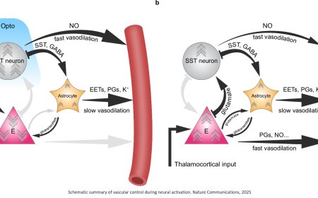 How the brain controls its blood volume