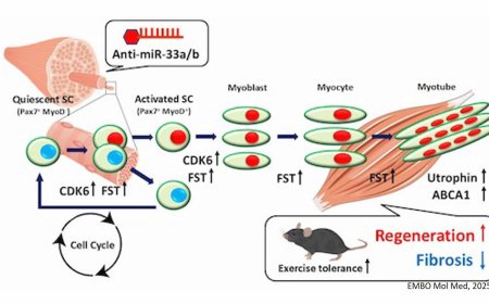 MicroRNA-33 inhibition ameliorates muscular dystrophy in mice