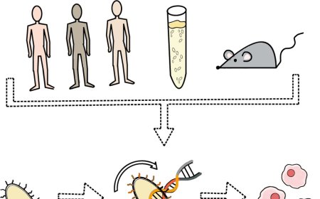 Soft drinks affect the communication of gut bacteria and the immune system