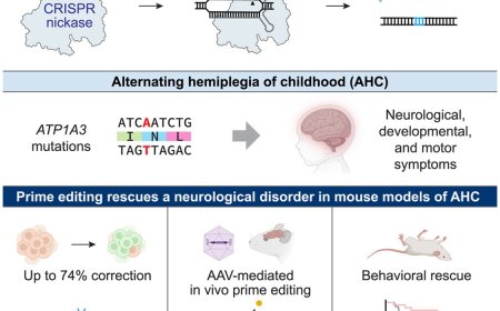 Prime editing treats childhood brain hemiplegia in mice