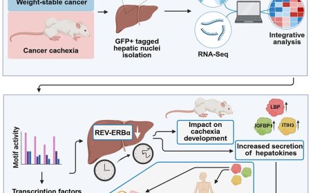 Liver identified as driver of body wasting in cancer