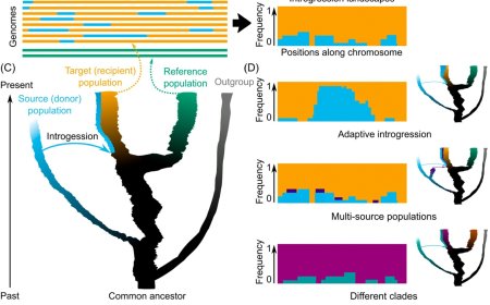 Decoding genomic landscapes of introgression