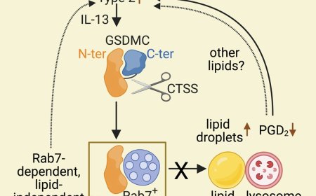 How the immune system fends off gut parasites
