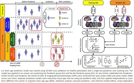 The Covid-19 pandemic may have aged our brains