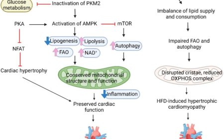 Role of a protein tyrosine phosphatase 1B (PTP1B) in heart disease
