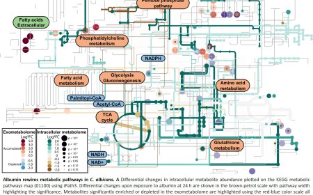 Albumin redirects metabolism to turn harmless Candida albicans into dangerous pathogens