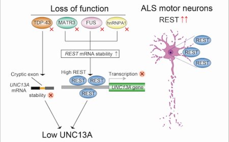 More RNA-binding proteins implicated in ALS