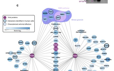 Multi-omics analysis of SFTS virus infection in Rhipicephalus microplus cells reveals antiviral tick factors