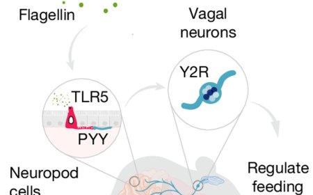 A direct line between the microbiome and the brain
