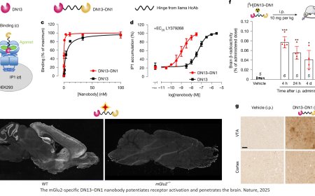 Schizophrenia behavioral deficits rescued by nanobody therapy