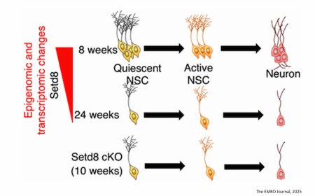 Epigenetic regulation of neural stem cell aging