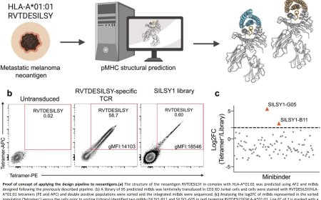 AI designed peptide-MHC binders expressed in T cells kill cancer cells