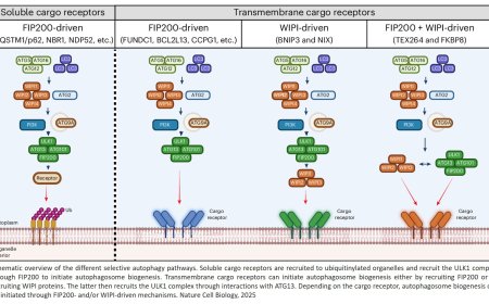 Flexibility of the autophagy machinery