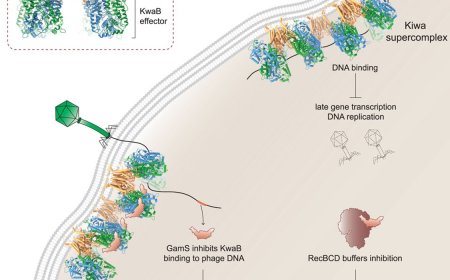 How phages defeat antibiotic resistant bacteria