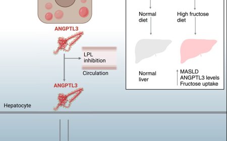 ANGPTL3 orchestrates hepatic fructose sensing and metabolism