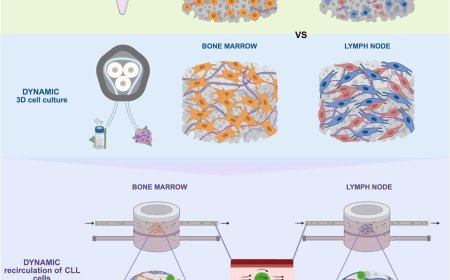 3D human lymphoid model for chronic lymphocytic leukemia (CLL) study