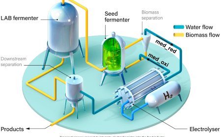 Electrifying food fermentations to promote sustainability